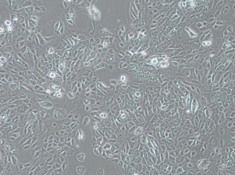 NCI-H1666 Cell Complete MediumNCI-H1666 Cell Complete Medium - 2