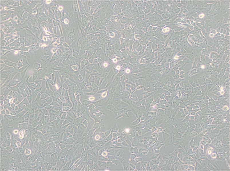 T98G Cell Complete Medium - 3