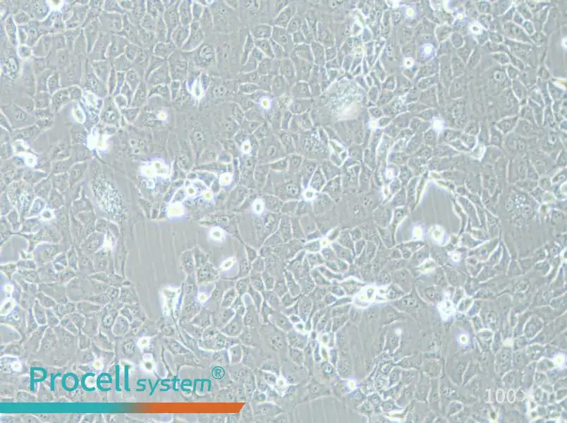 HCC-78 Cell Complete MediumHCC-78 Cell Complete Medium - 2