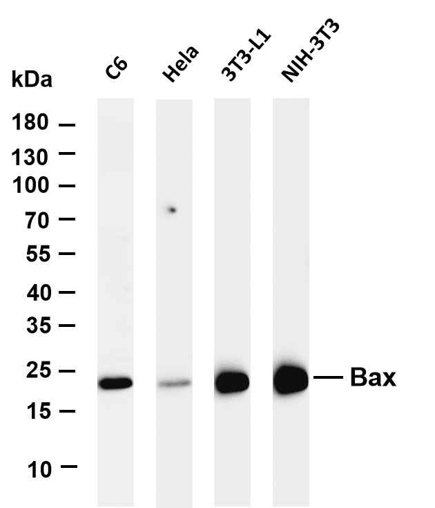 Recombinant Bax Monoclonal Antibody - small - 5