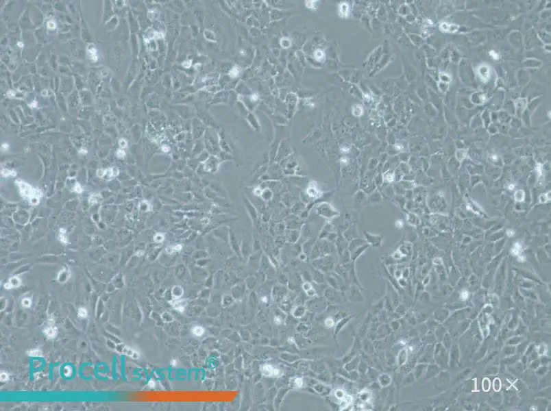 WI-38 VA-13 subline 2RA Cell Complete MediumWI-38 VA-13 subline 2RA Cell Complete Medium - 3