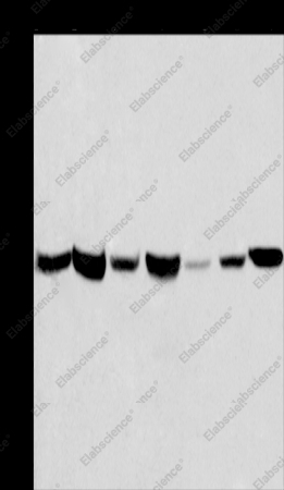APMAP Polyclonal Antibody - 1