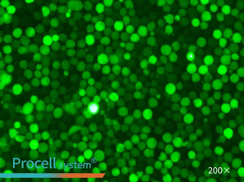 K-562-GFP - 6