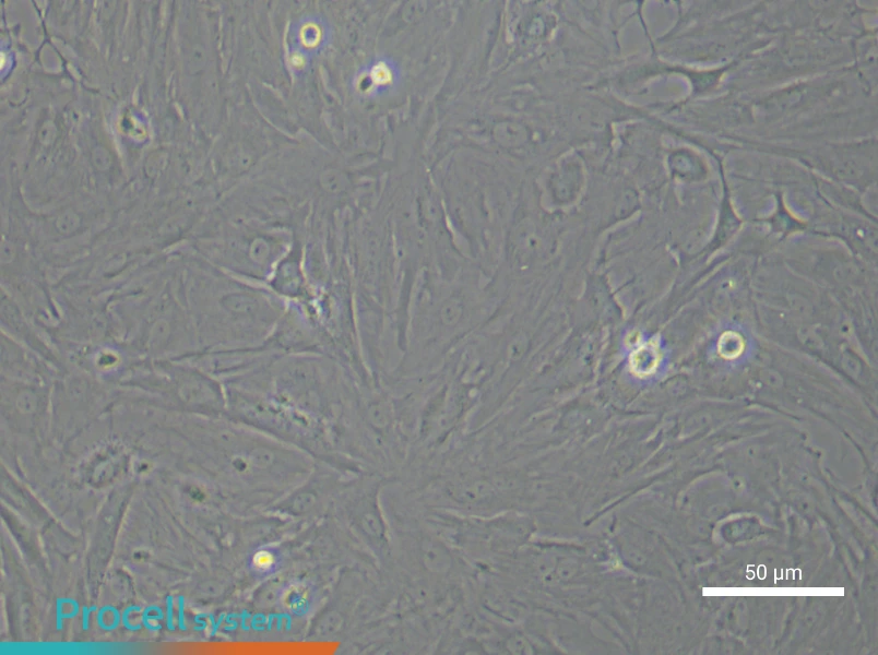 Rat Retinal Muller Cell Complete Medium - 4