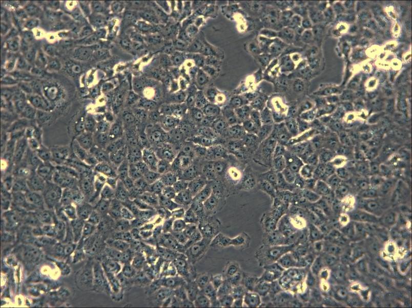 IOMM-Lee Cell Complete Medium - small - 5