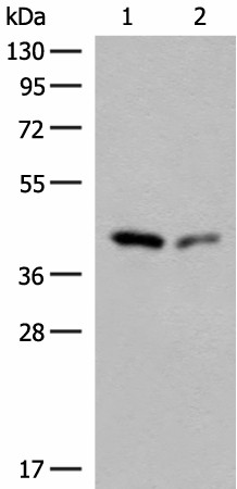 Western blot analysis of Hela and HEPG2 cell lysates  using GIPC1 Polyclonal Antibody at dilution of 1:400