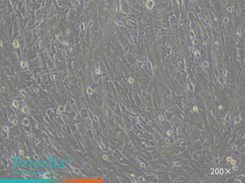 Rat Brain Microvascular Pericyte Cells Isolation and Culture Kit - small - 5