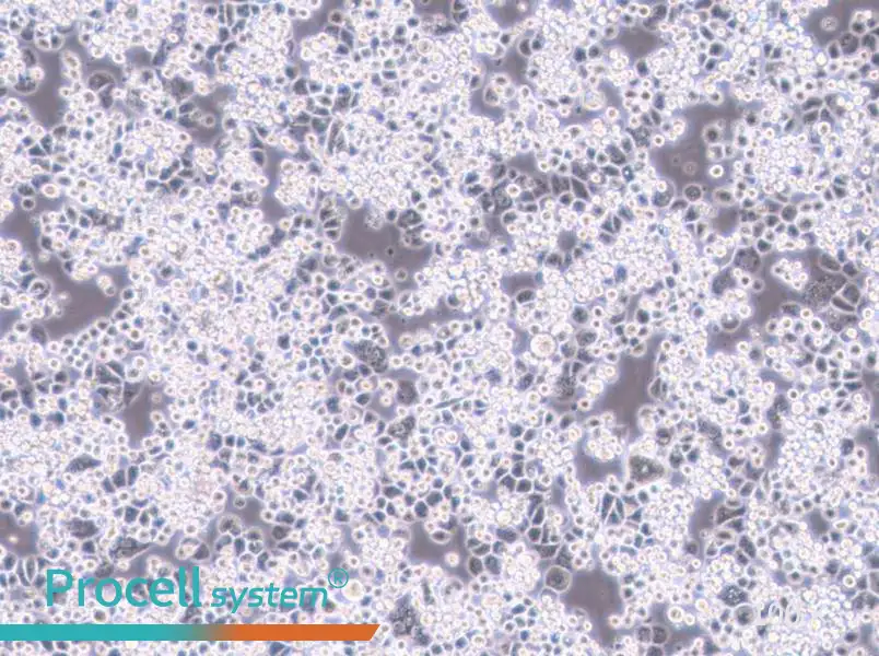 MDA-kb2 (L15) Cell Complete MediumMDA-kb2 (L15) Cell Complete Medium - 2