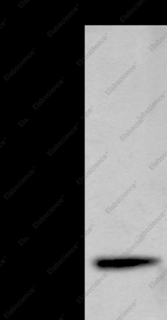 CST4 Polyclonal Antibody - 1