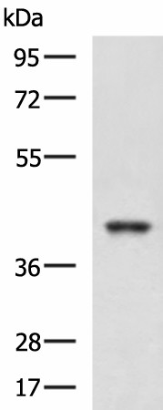 Western blot analysis of K562 and HepG2 cell lysates  using RBM4 Polyclonal Antibody at dilution of 1:750