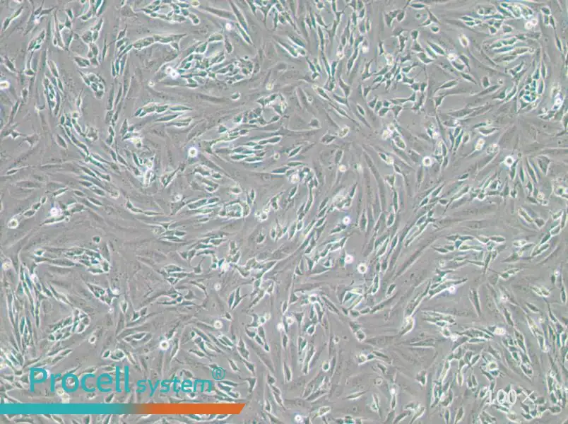SK-N-SH Cell Complete Medium - 2