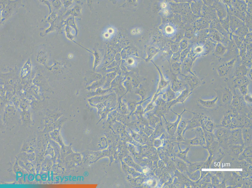 NCI-H2110 - 4