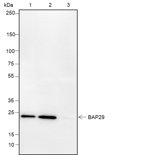 Recombinant BAP29 Monoclonal Antibody - small - 5