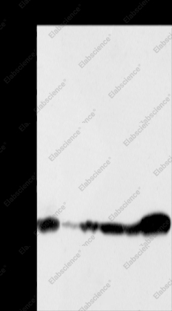 NDUFS3 Polyclonal Antibody - 1