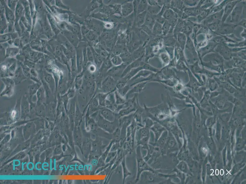 WPMY-1 Cell Complete Medium - 6