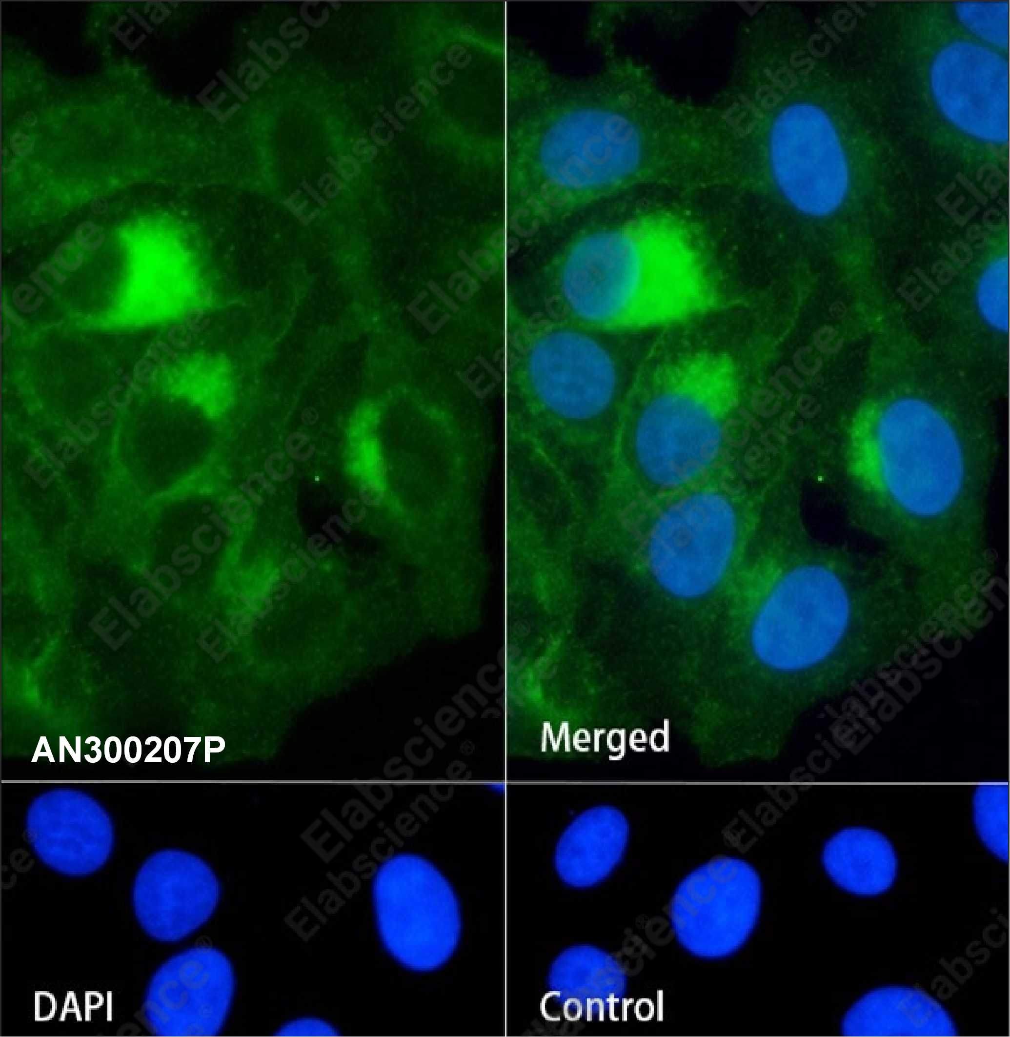 Recombinant CXADR/CAR Monoclonal Antibody - 2