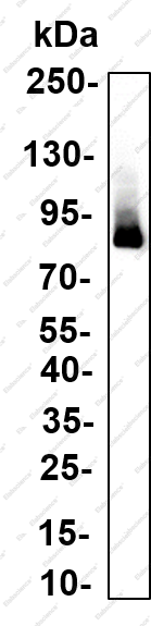 Recombinant HNF1A Monoclonal Antibody - 3