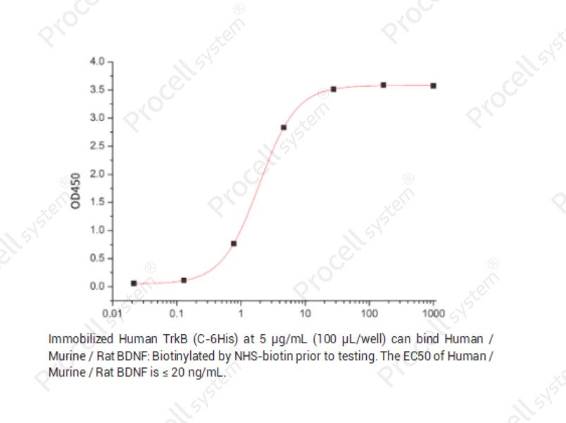 BDNF, Human/Mouse/Rat, RecombinantBDNF, Human/Mouse/Rat, Recombinant - 2