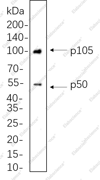 Recombinant NF-κB1 p105/p50 Monoclonal Antibody - 1