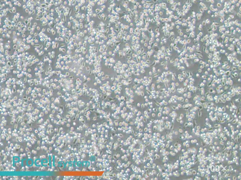 NCTC 1469 Cell Complete Medium - 1