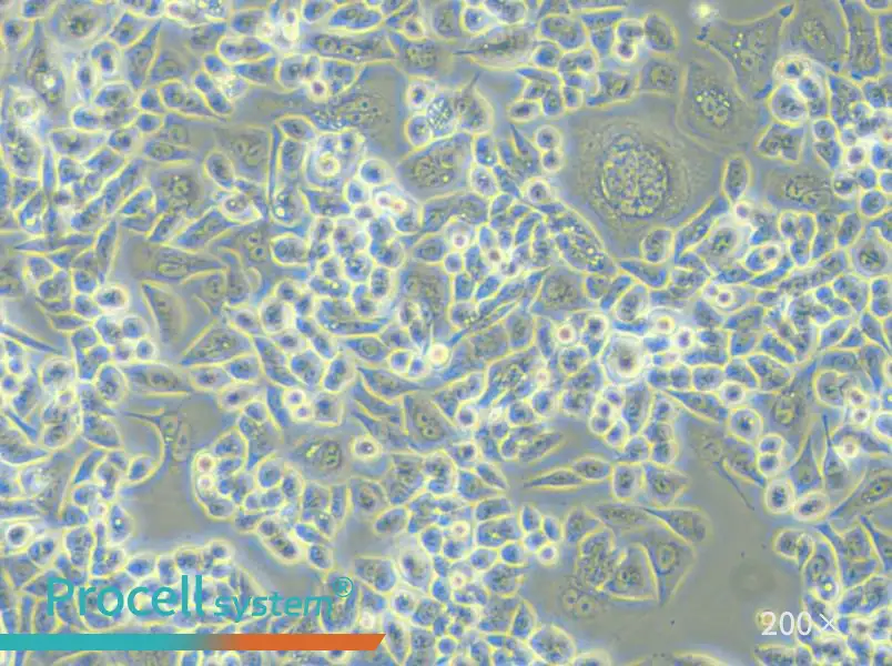 HCT-15-TAX Cell Complete Medium - small - 5