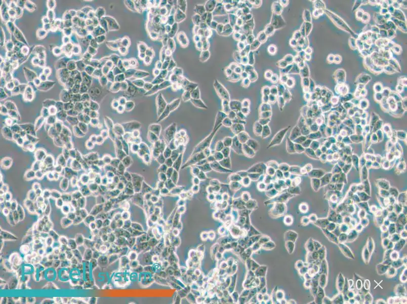 LLC [LL/2; LLC1] Cell Complete Medium - small - 6