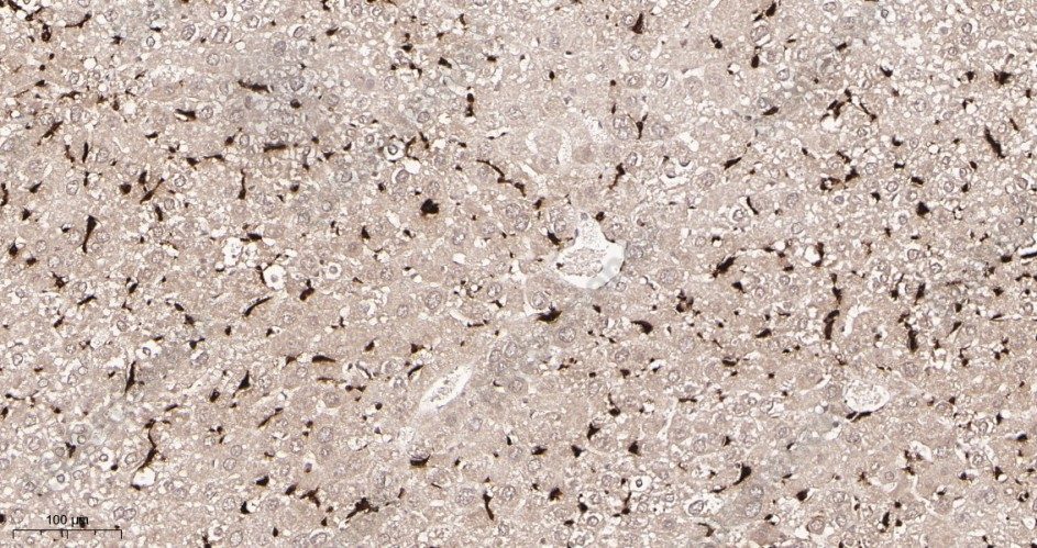 Recombinant Iba1 Monoclonal Antibody - 3