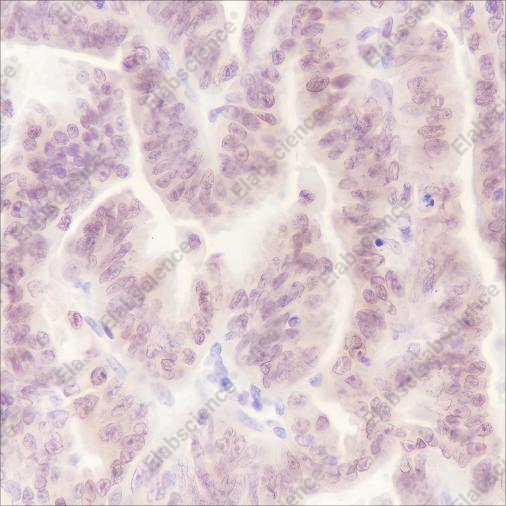 Recombinant Cdc27 Monoclonal Antibody - 3
