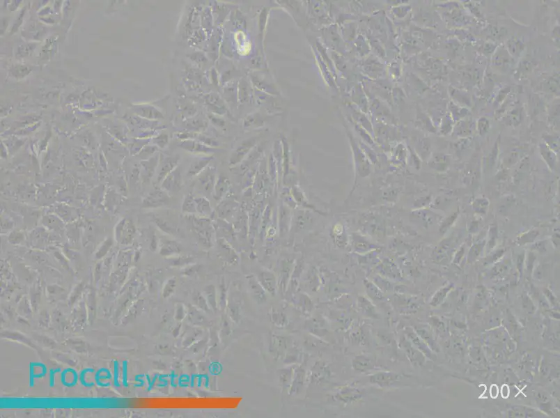 CV-1 Cell Complete Medium - small - 4