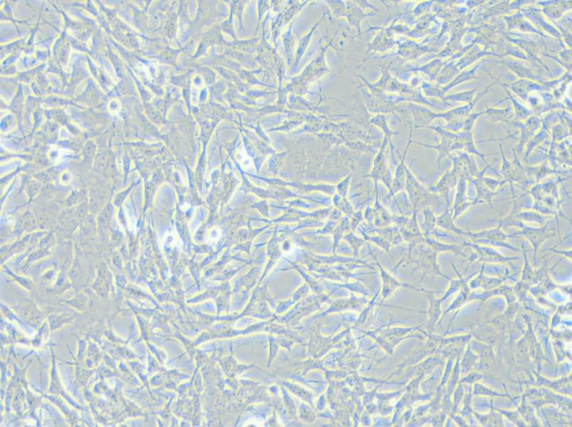 SH-SY5Y [SHSY-5Y] Cell Complete Medium - small - 7