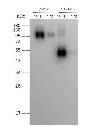 WesternBlotanalysisofSARS-CoV2-SpikeproteinusingSARS-COV/SARS-COV-2 Spike RBD Polyclonal Antibody(2019-nCoV)atdilutionof1:2000