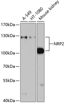 Western blot analysis of extracts of various cell lines using NRP2 Polyclonal Antibody at dilution of 1:1000.