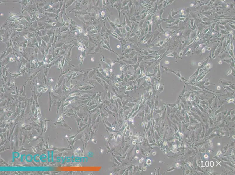 IBRS-2 [IB-RS-2] Cell Complete Medium - 2