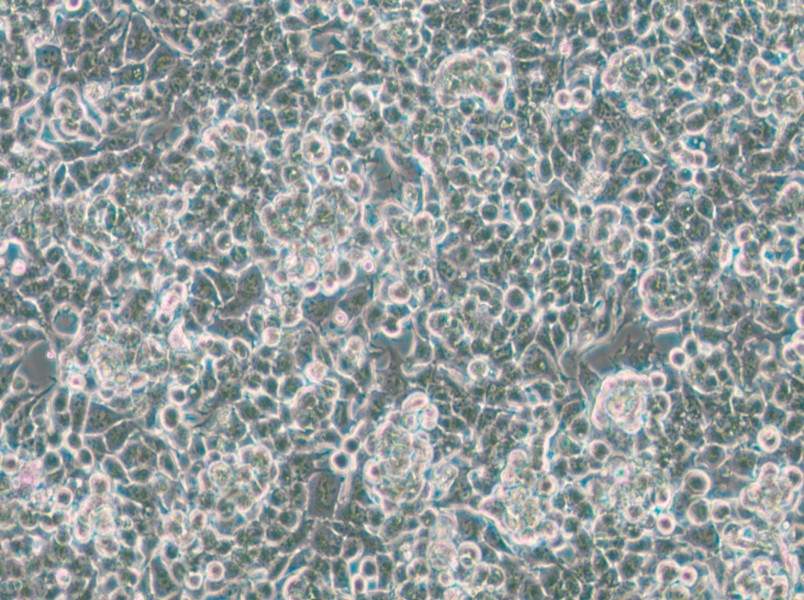 KPL-4 Cell Complete Medium - 5