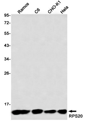 Western blot detection of RPS20 in Hela,CHO-K1,C6,Ramos using RPS20 Rabbit mAb(1:1000 diluted)