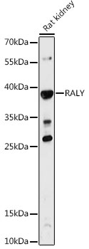 Western blot analysis of extracts of Rat kidney using RALY Polyclonal Antibody at 1:1000 dilution.