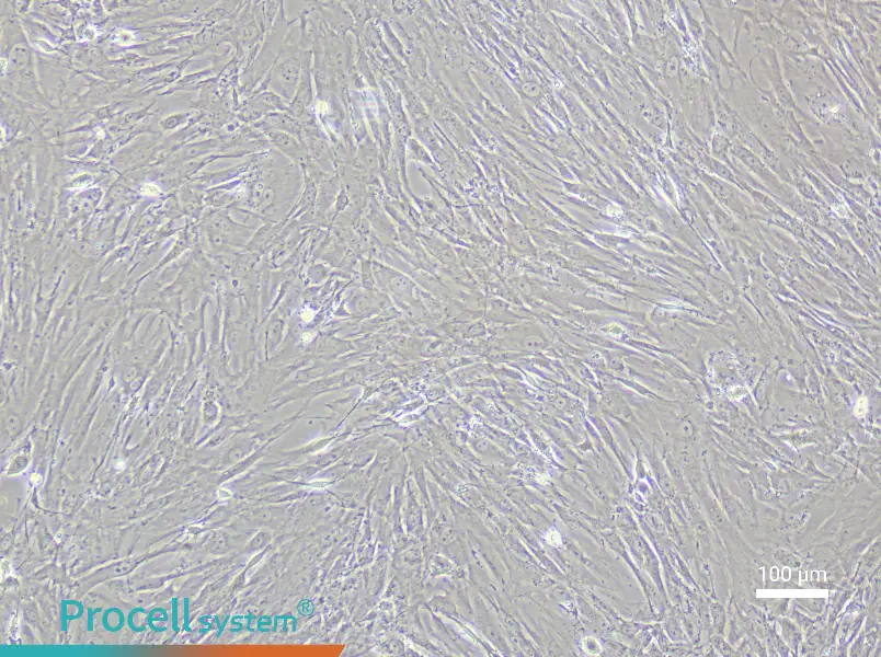Mouse Small Intestine Interstitial Cells of Cajal Complete Medium - 1