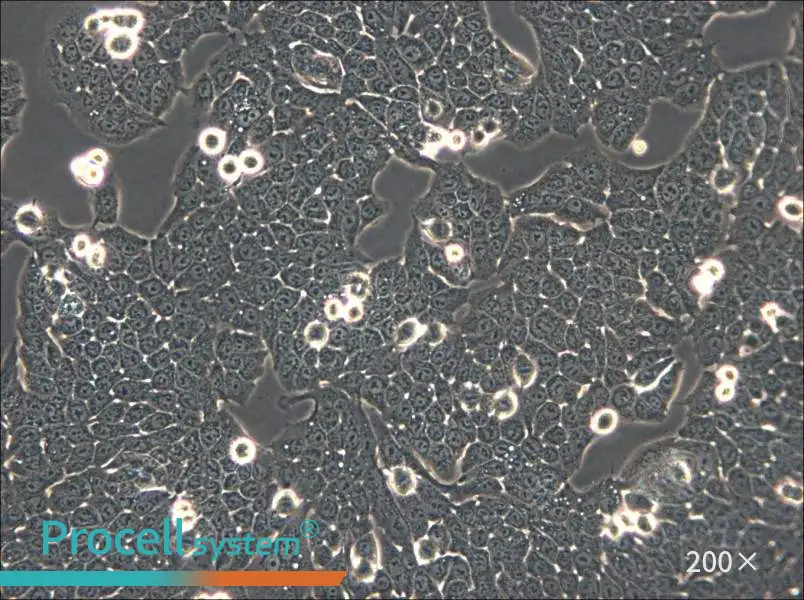 WSU-HN30 Cell Complete Medium - small - 4