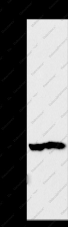 NDUFA10 Polyclonal Antibody - 1