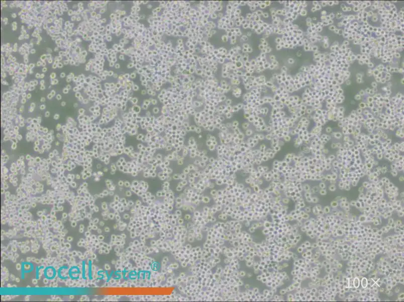 OKT 3 Cell Complete Medium - 1