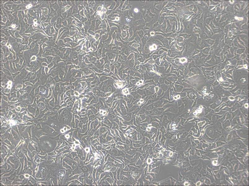 KU-19-19 Cell Complete Medium-searchlist-1