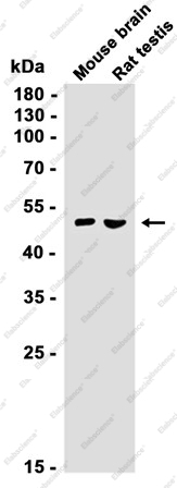 Recombinant ORP1 Monoclonal Antibody - 2