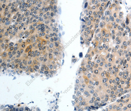 Oct-3 Polyclonal Antibody - 2