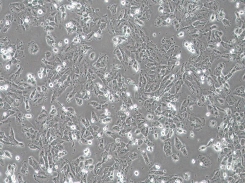 H4 Cell Complete Medium - 2