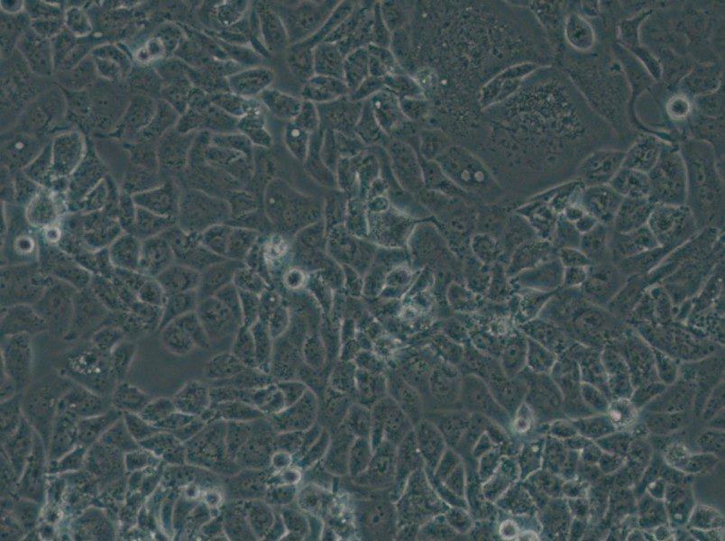 NCI-H522[H522] Cell Complete Medium - 5