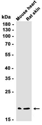Recombinant SMAC/Diablo Monoclonal Antibody - 2