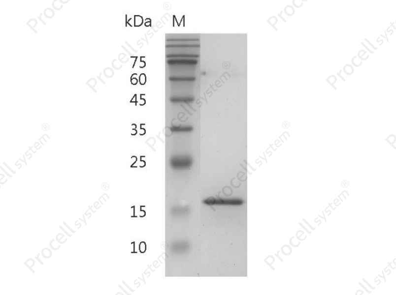 BAFF/TALL-1, Human, Recombinant