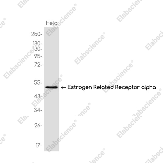 Recombinant Estrogen Related Receptor alpha Monoclonal Antibody - 1