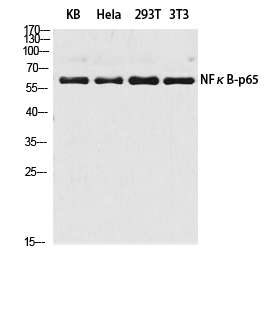 Western Blot analysis of KB, Hela, 293T, 3T3 cells using NFκB-p65 Polyclonal Antibody at dilution of 1:2000.