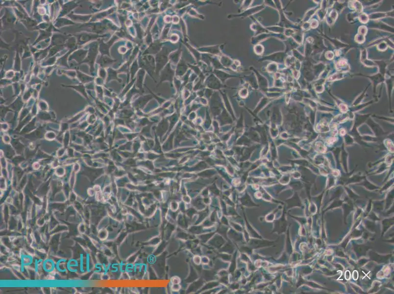 CBRH-7919 Cell Complete Medium - small - 4